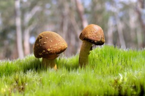 世界保龄球职业联赛商业赞助第五季进展通报，保龄球世界锦标赛